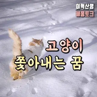 강아지-고양이-쫓아내는-꿈-cat-dog