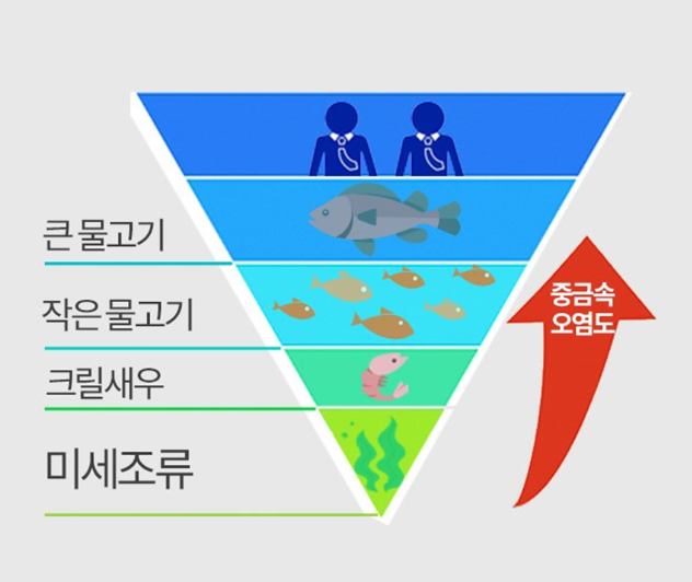바다 속 먹이 사슬