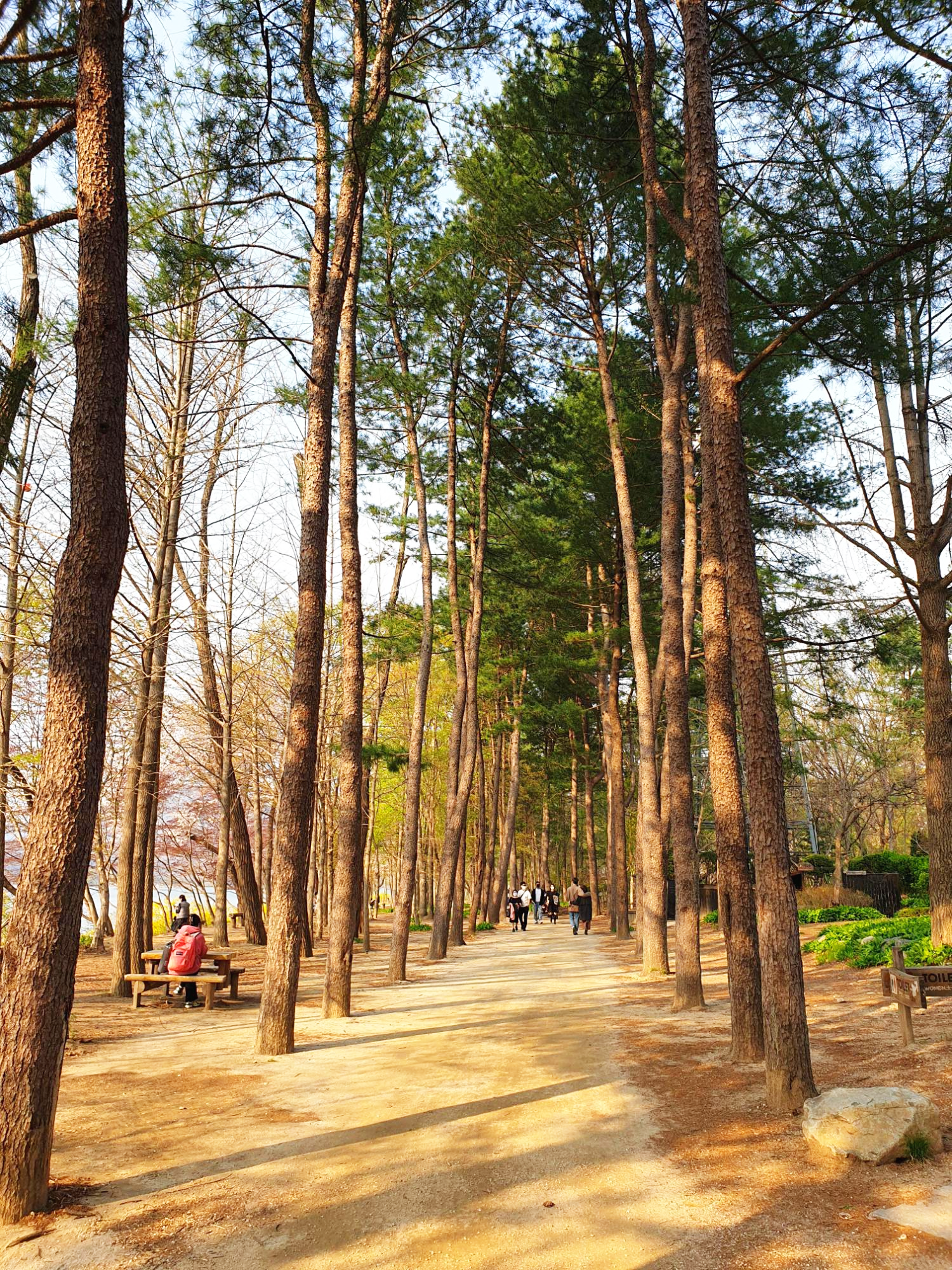 남이섬-정취