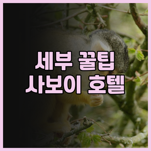 세부 여행 필수코스 Savoy Hot