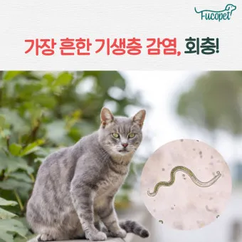고양이 기생충 사진 약 증상_3