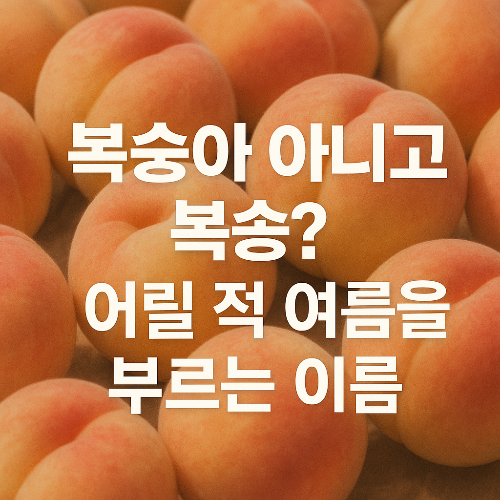 Alt 속성 문제 해결 설명 이미지