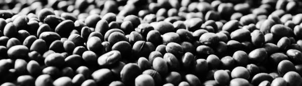 서리태 파종시기