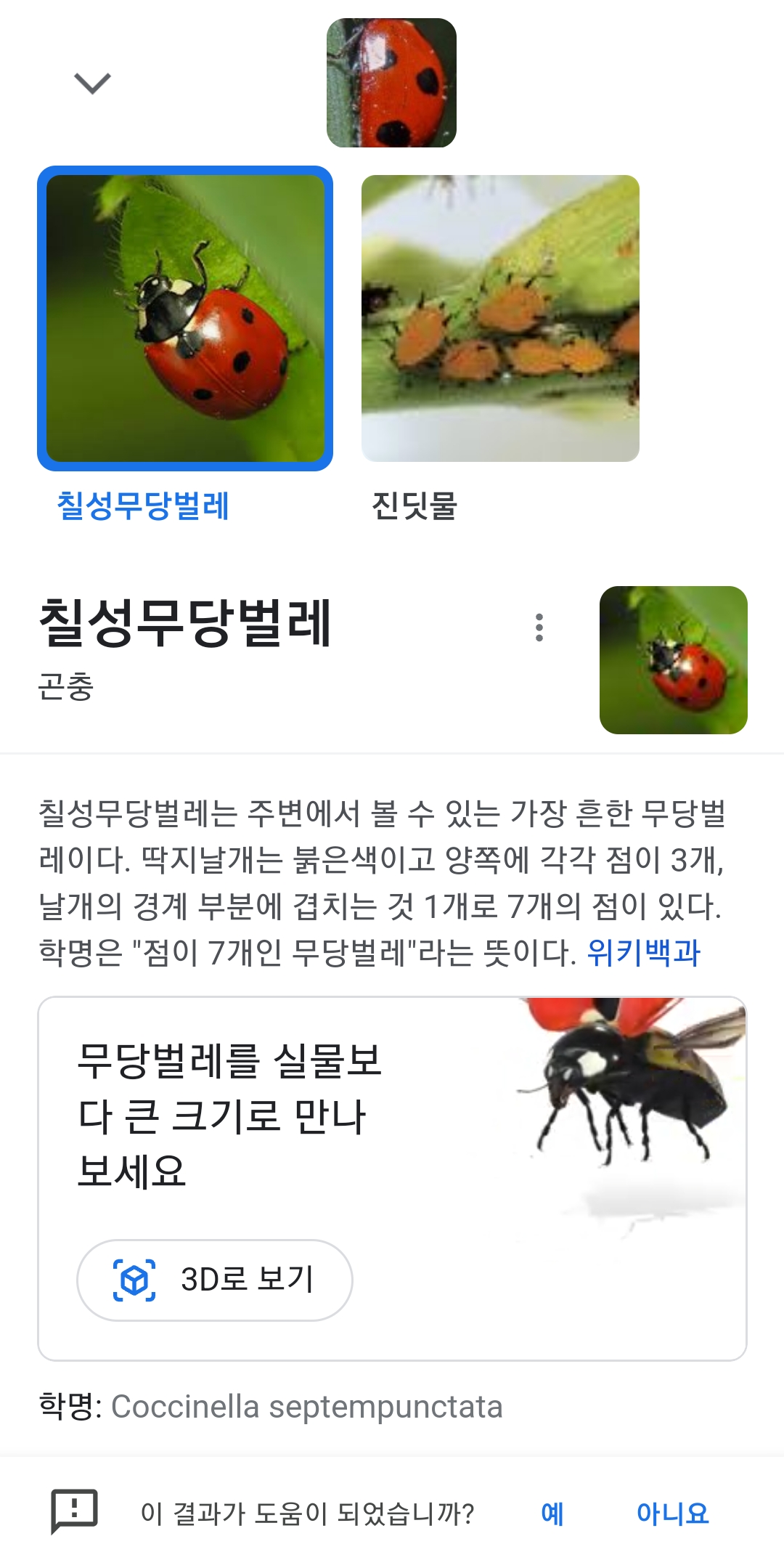 무당벌레 검색 결과