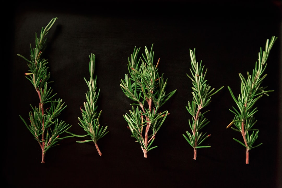 Herb