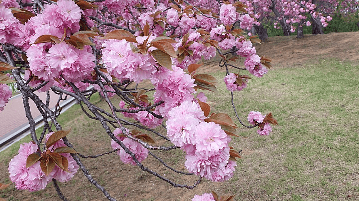 보문단지 겹벚꽃 풍경