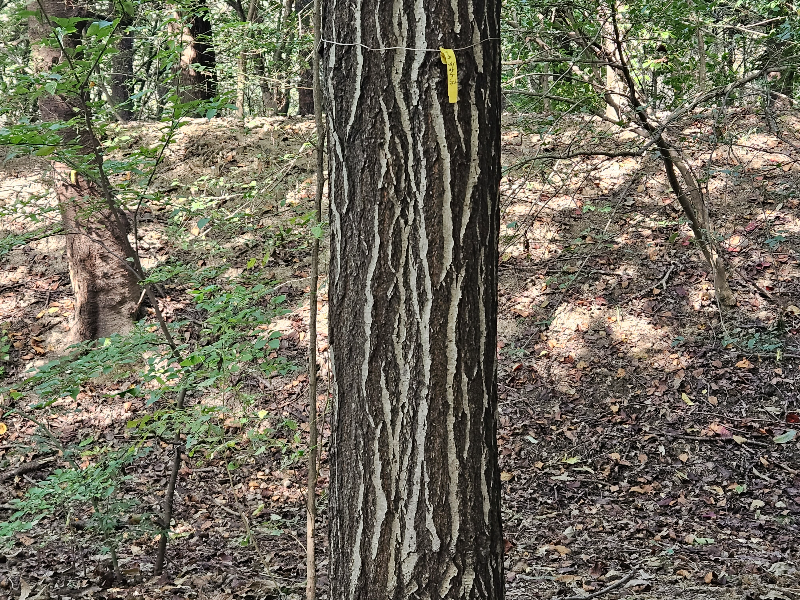 졸참나무 수피2