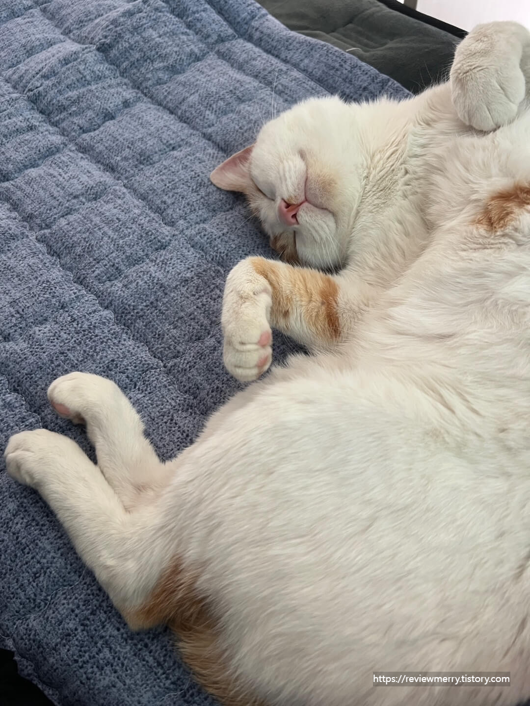 벌러덩 겨울이 사진