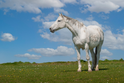 2025년 5월 말띠 운세