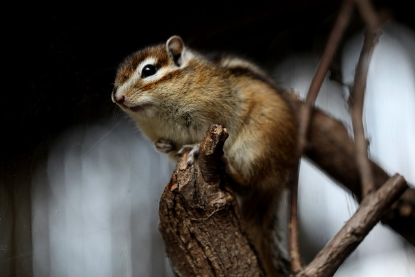 다람쥐의 도토리 묻기: 잊혀진 도토리가 생태계를 바꾸다