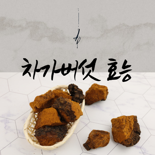 차가버섯 효능│차가버섯의 효능 알고 드세요!