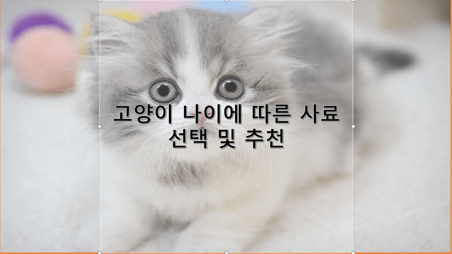 고양이 나이에 따른 사료 선택