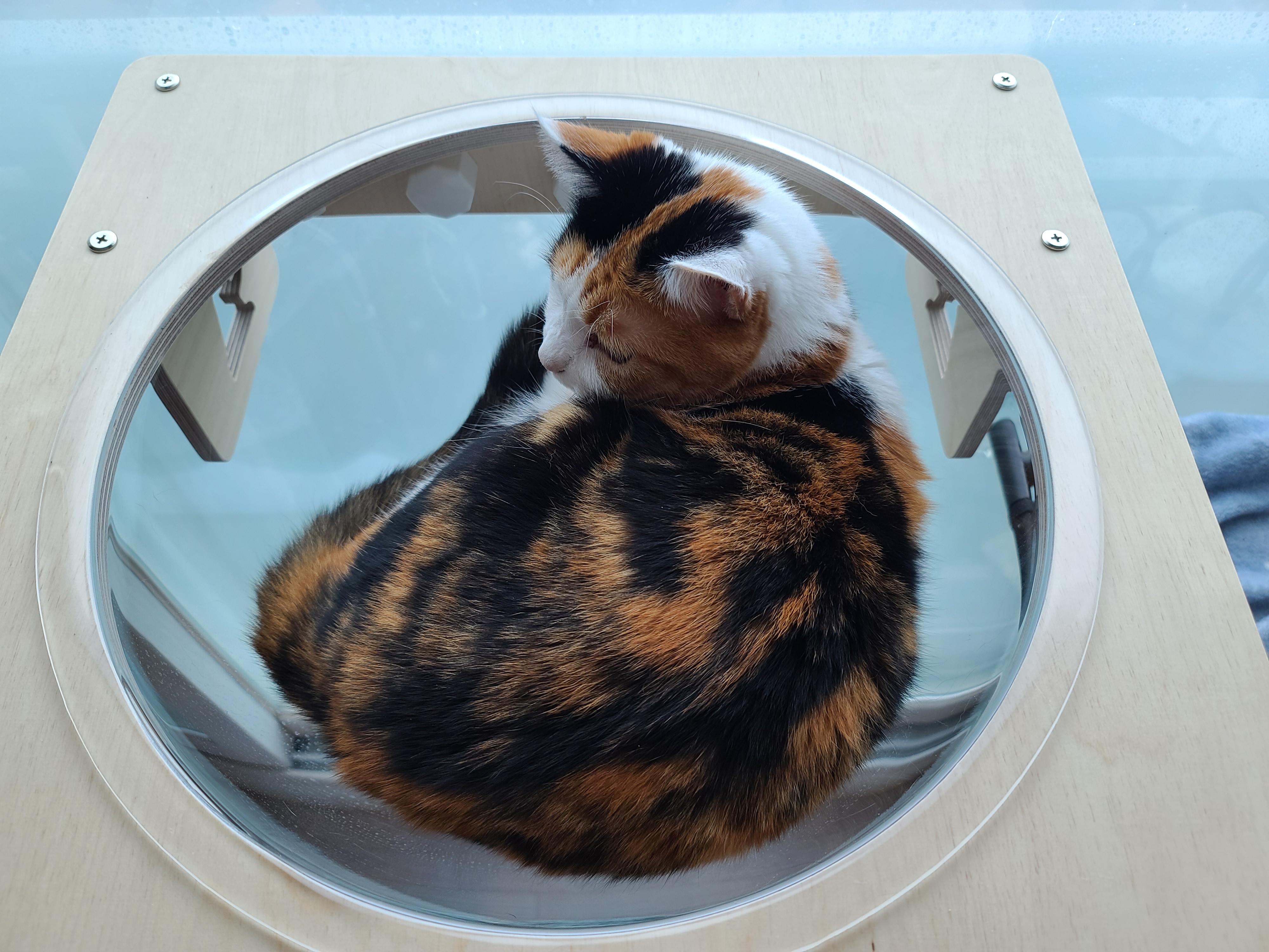 역시 니가 첫번째일줄 알았어 요미야 ㅋ(feat.캣볼 뷰 맛집_젤리,창밖)