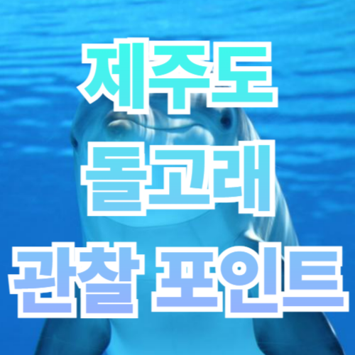 제주도 돌고래 관찰 포인트 총정리 🐬