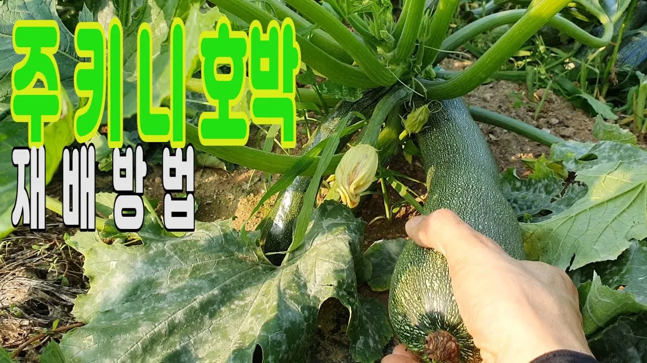 주키니 재배 모종 활착 순치기 수확 타이밍_8