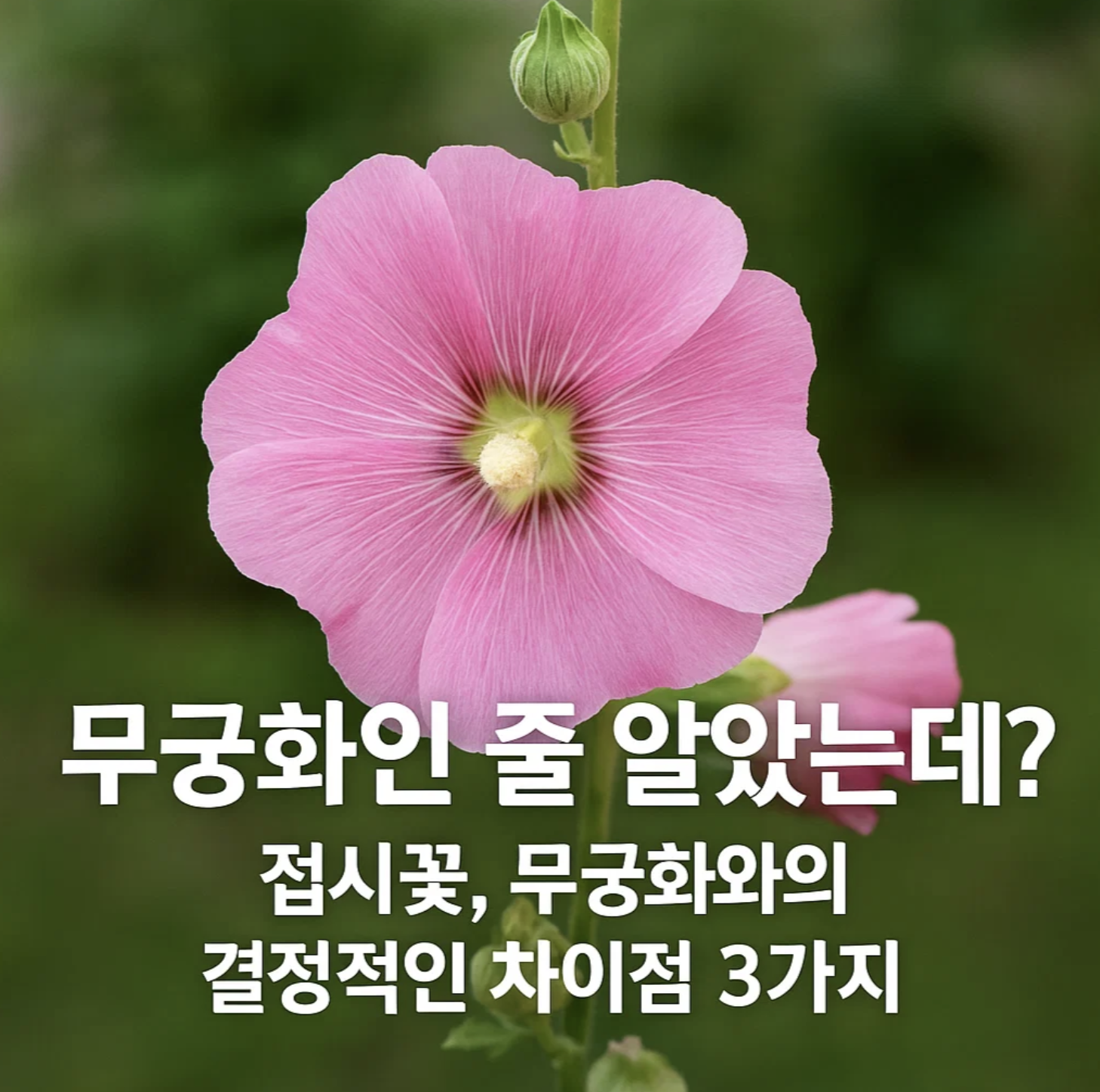 무궁화인 줄 알았는데? 접시꽃, 무궁화와의 결정적인 차이점 3가지