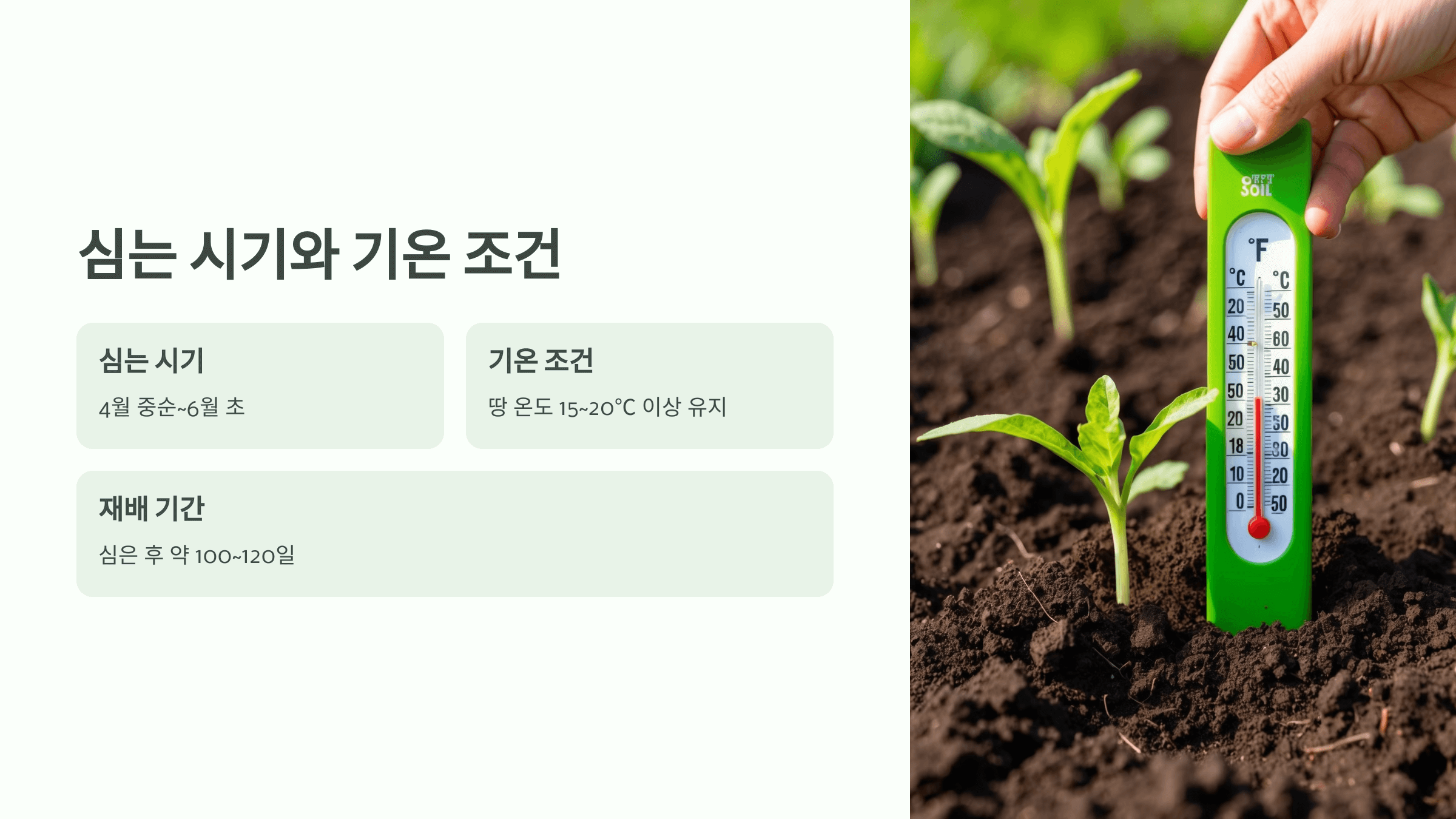 고구마 사진입니다.