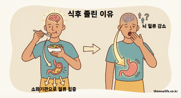 식후 졸린 이유 &ndash; 식사 후 소화기관으로 혈류가 집중되면서 뇌 혈류가 감소해 졸음이 생기는 과정