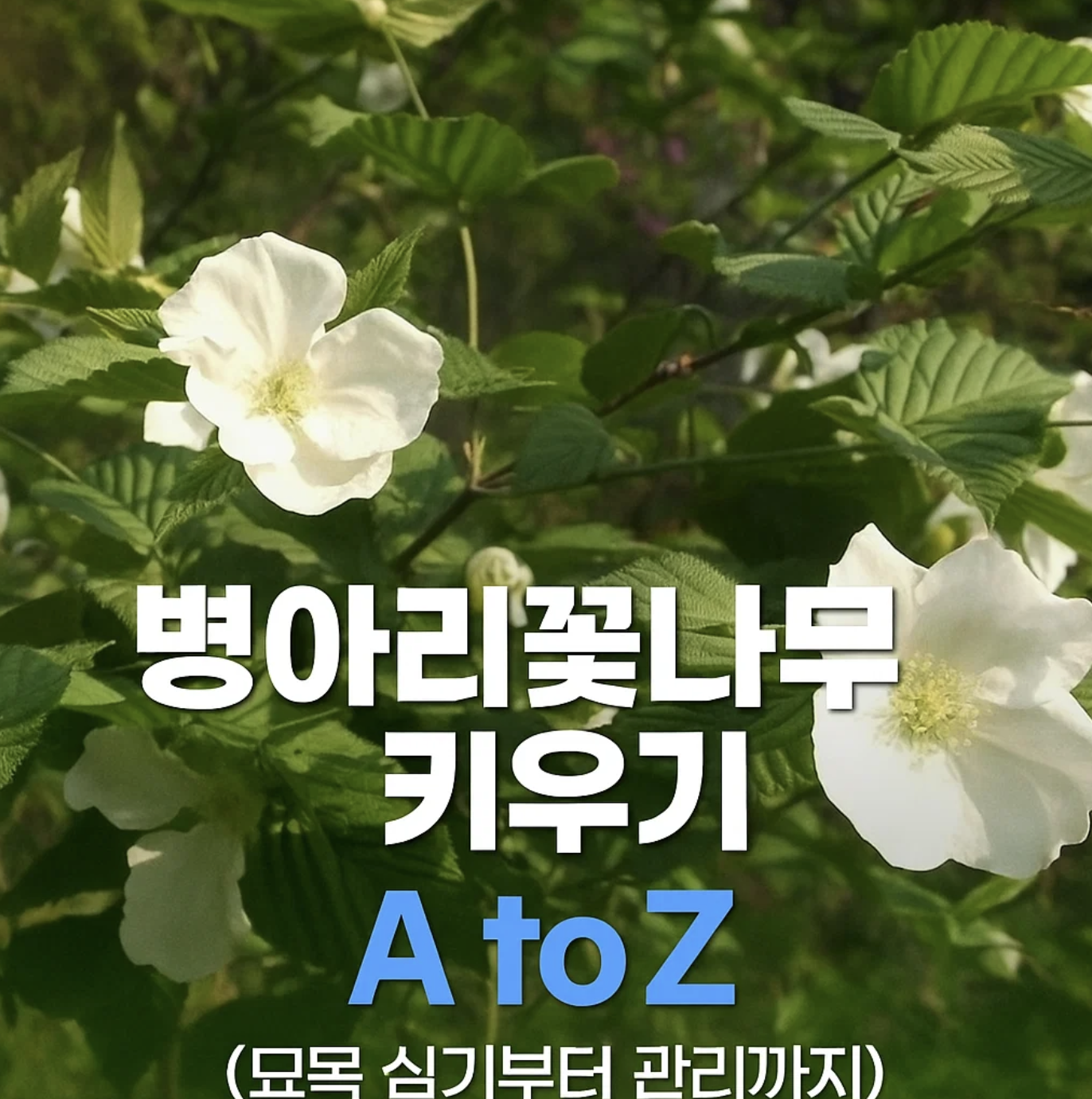 병아리꽃나무 키우기 A to Z (묘목 심기부터 관리까지)