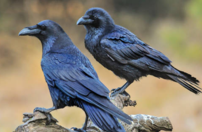 까마귀 부모와 자식의 꿈