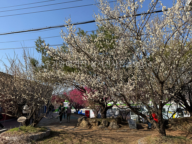 2025 광양매화축제 일정 실시간 개화 주차장