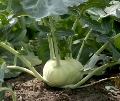 콜라비