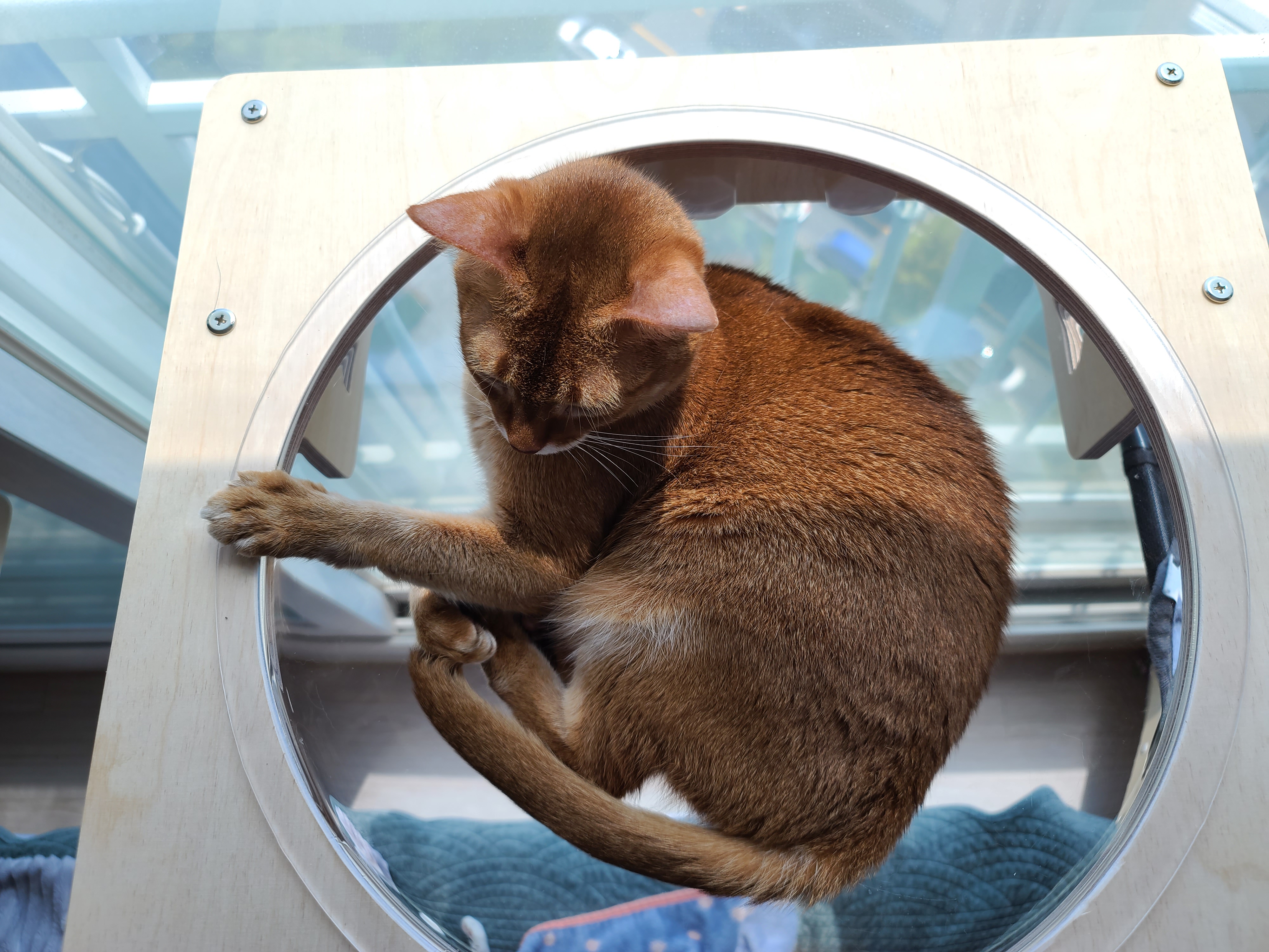 일요일. 오늘아침 평화로운 고양이들.