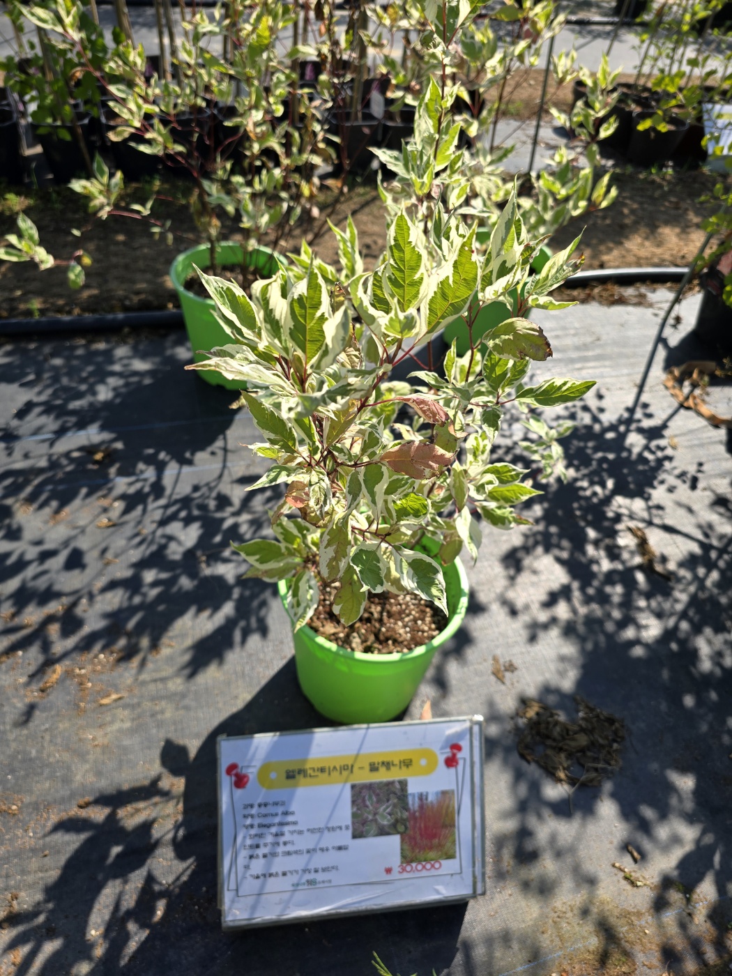 잎색깔이 너무예쁜 특이한 식물들이 많아요.