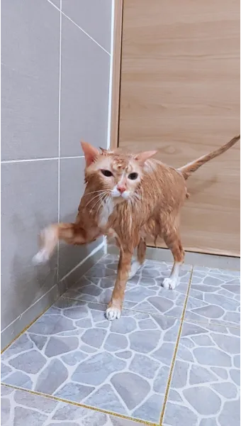 고양이 쉽게 목욕하는 방법과 준비 요령_21
