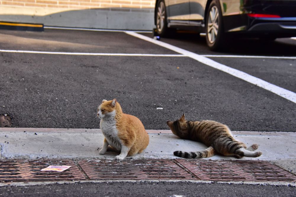 서감마을에서 본 고양이