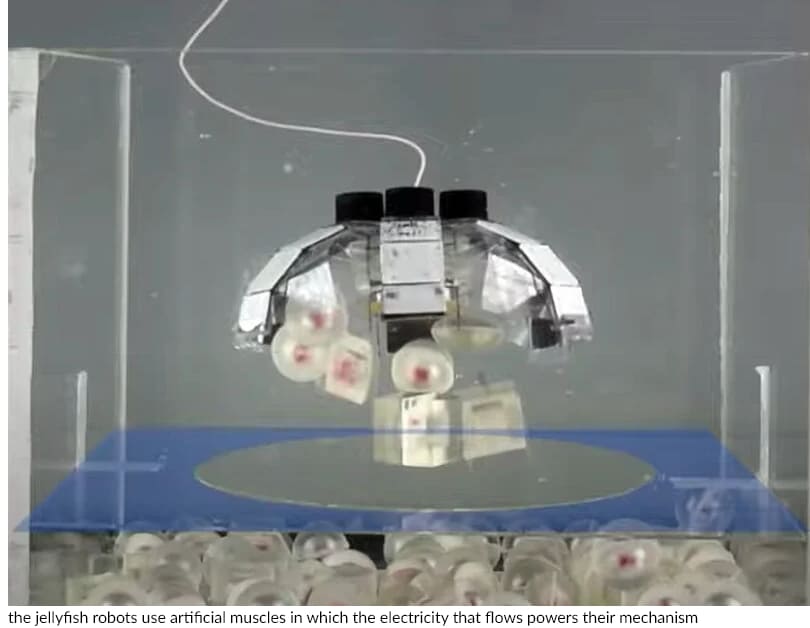 진동하는 해파리 로봇, 인공 근육 사용 '해양쓰레기' 진공 청소 VIDEO: Pulsating jellyfish robots can pick up and vacuum ocean trash using artificial muscles