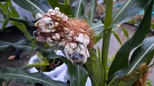 옥수수-병충해-병해-깜부기병-흑수병