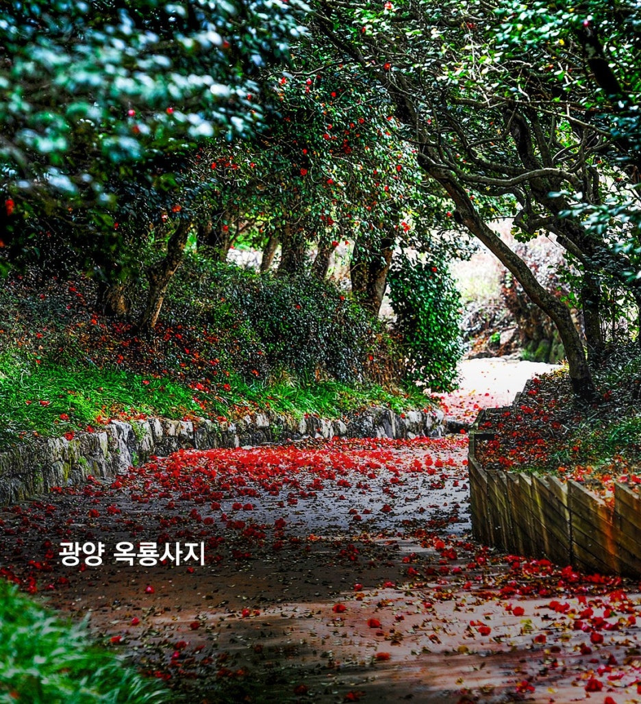 2026 겨울 동백꽃 전국 명소 여기 어디?