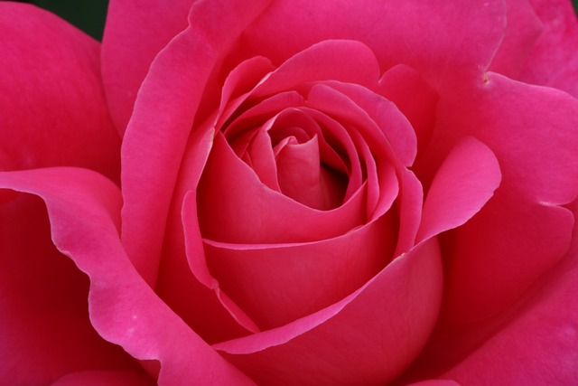 2025 서울 장미축제 일정 &amp; 지도 보기