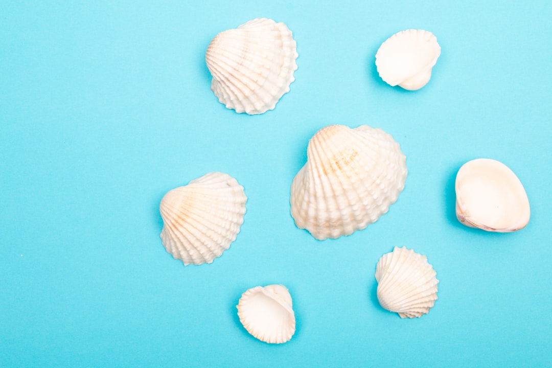 Seashell
