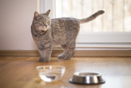 서 있는 고양이.