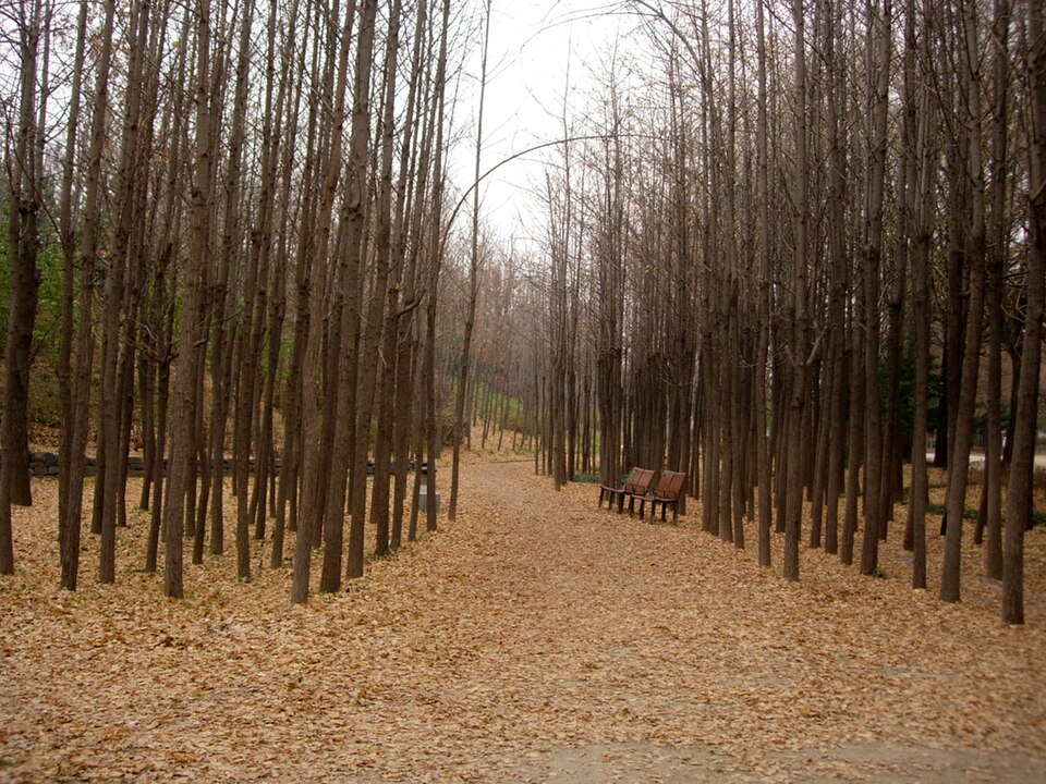 A leaf-covered path passes between rows of tall bare trees in Seoul Forest, with wooden benches beside the path.