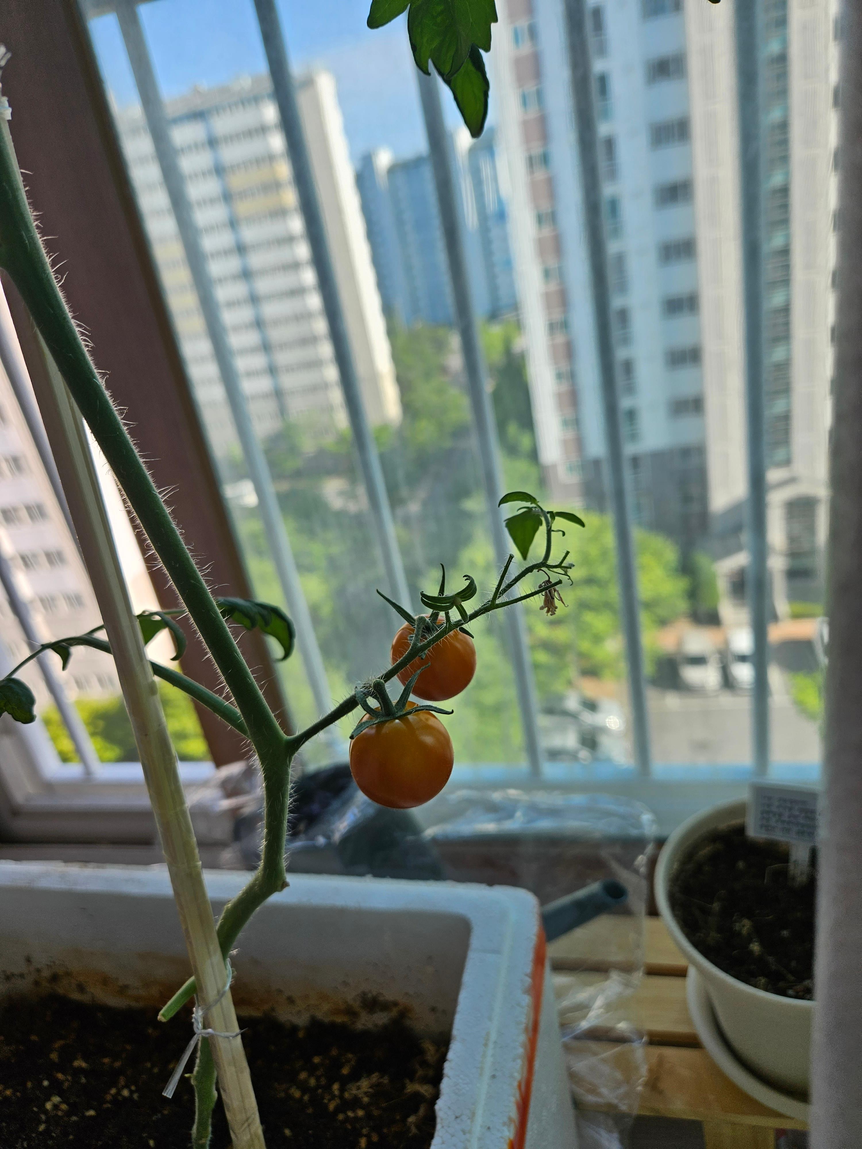 베란다 텃밭에서 아이와 함께 따 먹을 토마토 사진