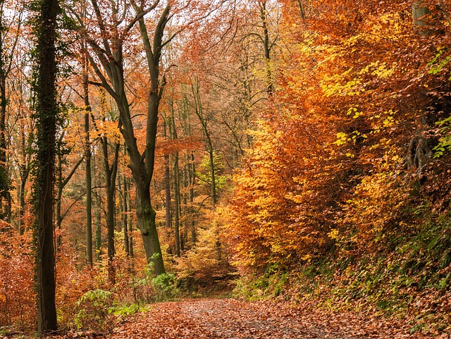 2025년 10월 강릉에서 가족&amp;#44; 친구&amp;#44; 연인&amp;#44; 아이와 함께 즐기는 숨겨진 축제부터 실시간 단풍 명소
