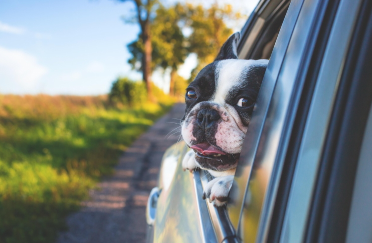 반려동물 항공여행 완벽정리 탑승 조건, 규정, 준비물