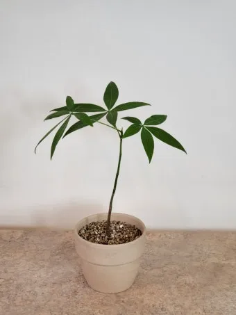 파키라 키우기 분갈이 뿌리관리 물주기간격 쉬운 관리법_13