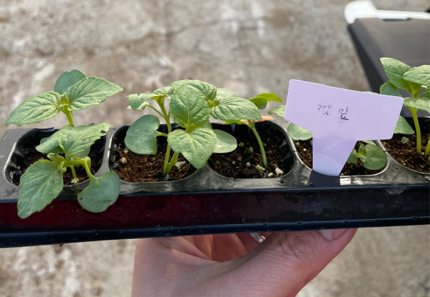 깻잎