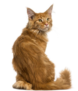 뒤돌아 보는 고양이.