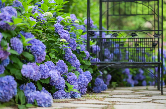경상권 수국명소 추천 7곳, 여름의 정취를 만끽할 수 있는 곳
