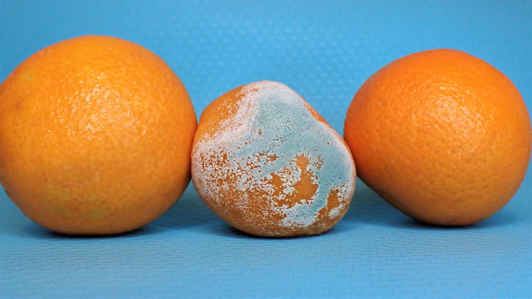 Mold