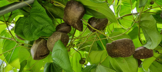 하늘마(열매마)