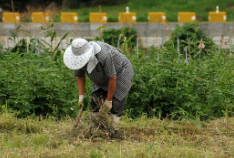 농지취득자격증명 요건 및 발급 절차, 신청 방법