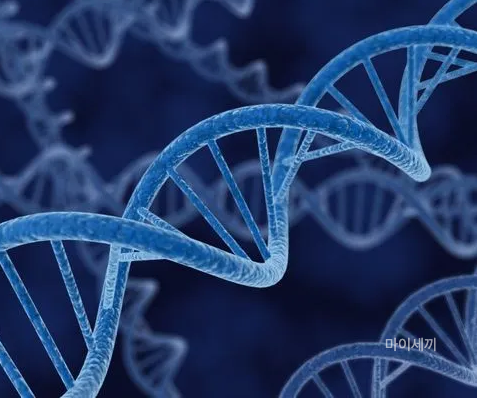 마에스트라 유전병 헌팅턴병 차세음 엄마병 증상 원인 치료방법