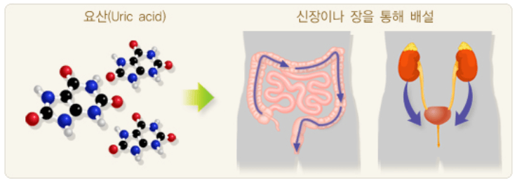 정상적으로 요산이 배출되는 이미지