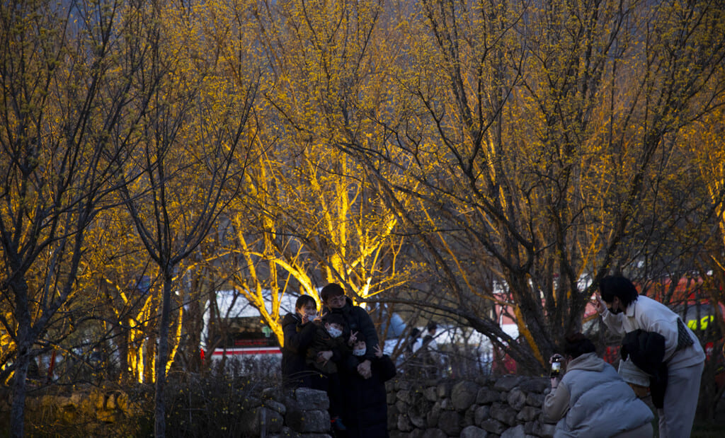 구례산수유축제 일정&amp;#44; 서울에서 당일치기 가능! 2025년